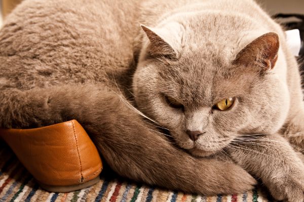 Dietas Adequadas para Gatos Obesos