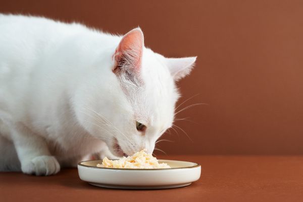 dieta vegana para gatos