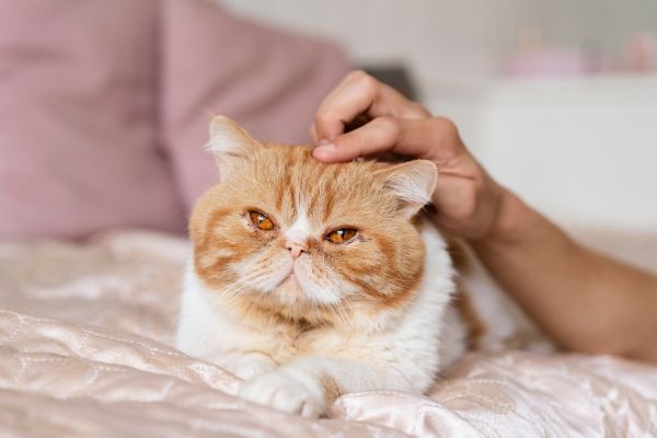 Dietas Adequadas para Gatos Obesos