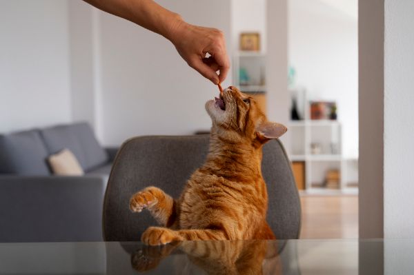 snacks saudáveis para gatos