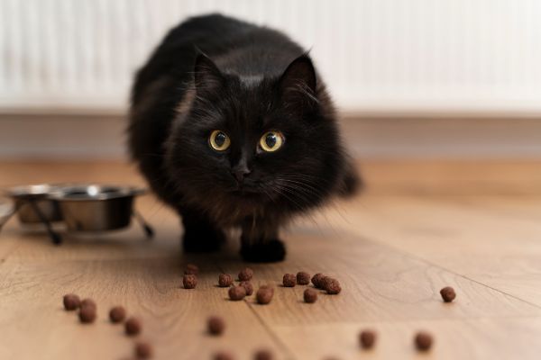 snacks saudáveis para gatos