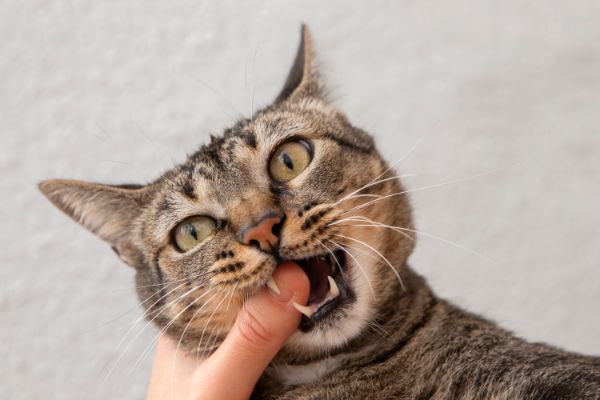 Cuidados Dentários em gatos