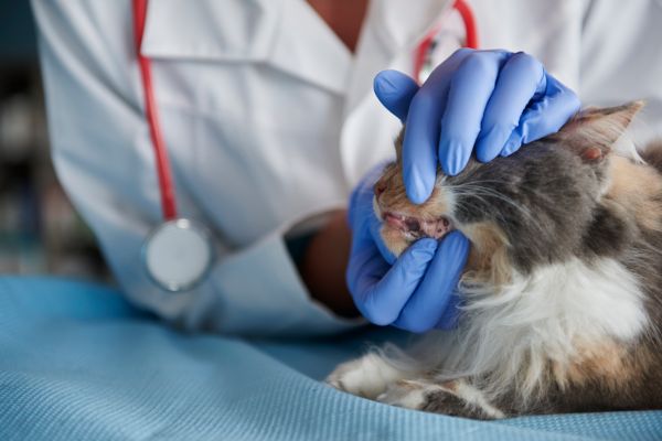 Cuidados Dentários em gatos