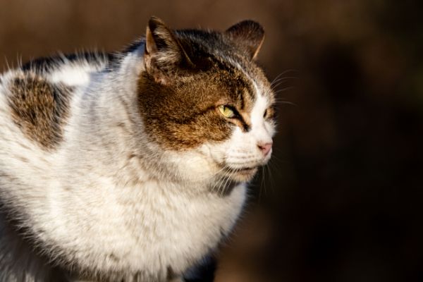 dentes de gatos idosos