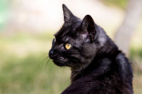 dentes de gatos idosos