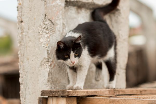 dentes de gatos idosos