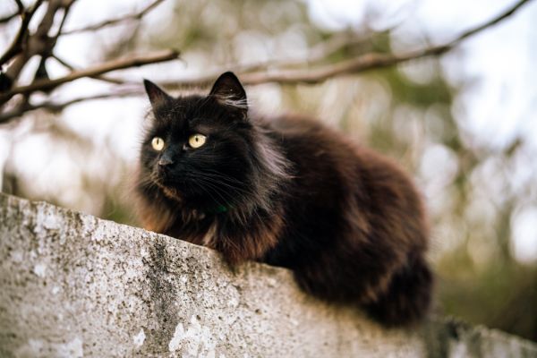 dentes de gatos idosos