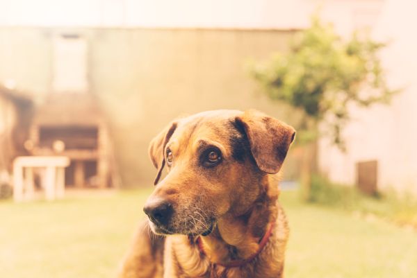 alimentação específica para cães idosos