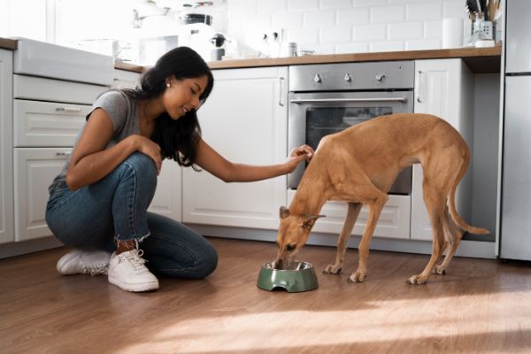 alimentação específica para cães idosos