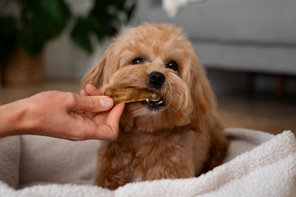 receitas caseiras para cães alérgicos