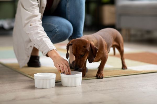 alimentação natural para cães