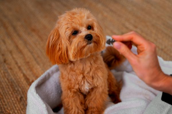 suplementação alimentar para cães