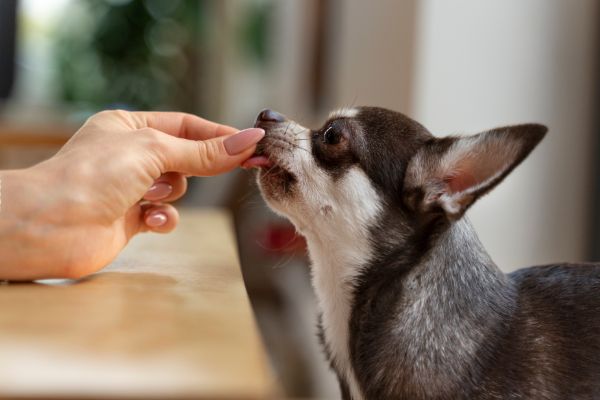 suplementação alimentar para cães