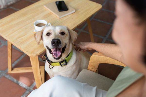 alimentos proibidos para cães