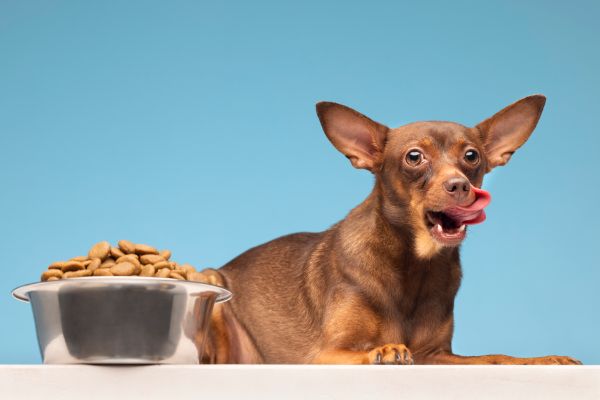 Dietas especiais para cães Idosos