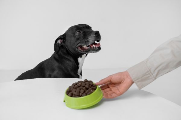 Dietas especiais para cães Idosos