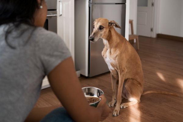 alimentos caseiros para cães