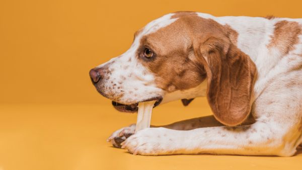 alimentos caseiros para cães