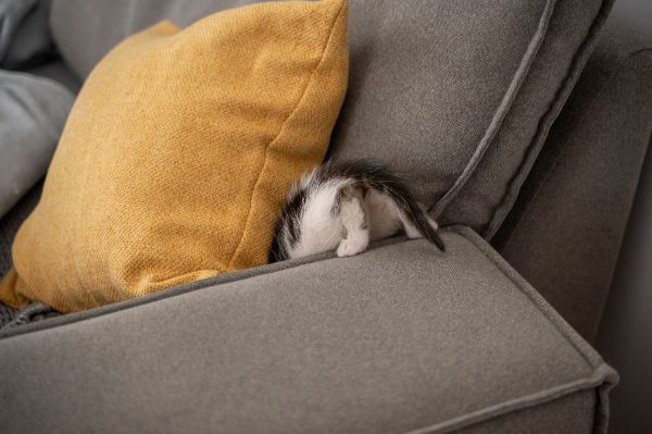 Evitar a Destruição de Móveis por Gatos