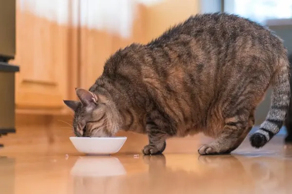 Dietas Adequadas para Gatos Obesos